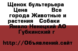 Щенок бультерьера › Цена ­ 35 000 - Все города Животные и растения » Собаки   . Ямало-Ненецкий АО,Губкинский г.